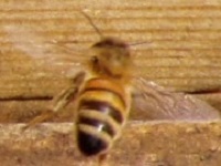Biene im Anflug - 2