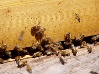 Bienen am Flugloch