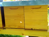 Bienen am Flugloch - Ableger 3